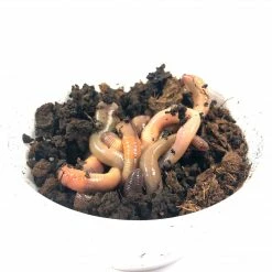 BAIT Dew Worms (1 Dozen)