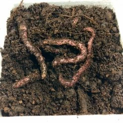 BAIT Red Wiggler Trout Worms (24 Pack) Live Bait