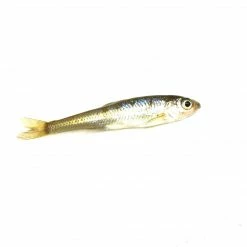 BAIT Live Bait Small Creek Minnows (1 Dozen)