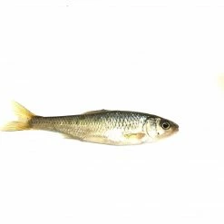 BAIT Medium Creek Minnows (1 Dozen) Live Bait