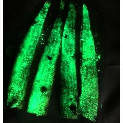 THE BIG ON CUT BAIT Live Bait The Big One Cut Bait Thick Cut Alewife Strips - Glow Meat